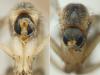 Phronia conformis